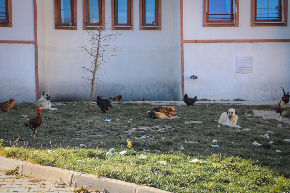 Evinin önünde oynarken dehşeti yaşadı! 8 yaşındaki çocuk sokak köpeklerinin saldırısına uğradı 7