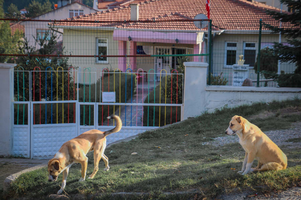 Evinin önünde oynarken dehşeti yaşadı! 8 yaşındaki çocuk sokak köpeklerinin saldırısına uğradı 8