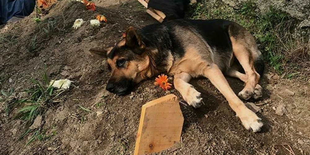 Vefalı köpeğin duygulandıran hareketi! Sahibinin mezarı başından ayrılmıyor 1