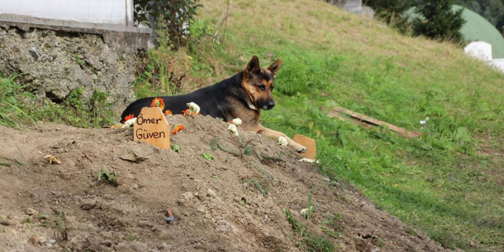 Vefalı köpeğin duygulandıran hareketi! Sahibinin mezarı başından ayrılmıyor 2