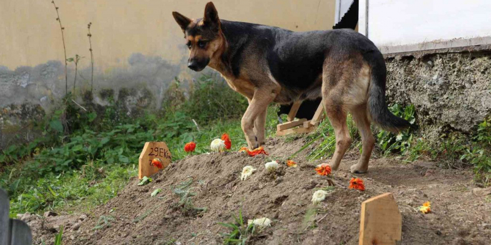 Vefalı köpeğin duygulandıran hareketi! Sahibinin mezarı başından ayrılmıyor 3