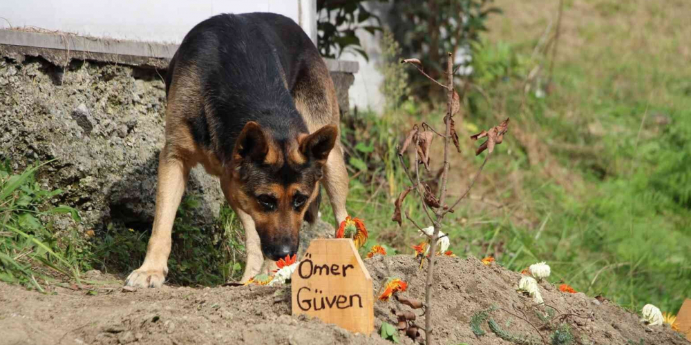 Vefalı köpeğin duygulandıran hareketi! Sahibinin mezarı başından ayrılmıyor 4