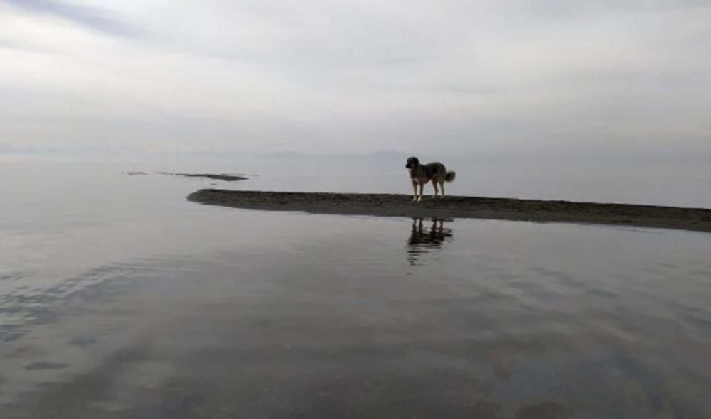 Fotoğraflar göz kamaştırıcı, işin aslı iç karartıcı! Van Gölü'nde sular çekilince adacıklar oluştu, ortaya çıkan resimler muazzam ancak... 5