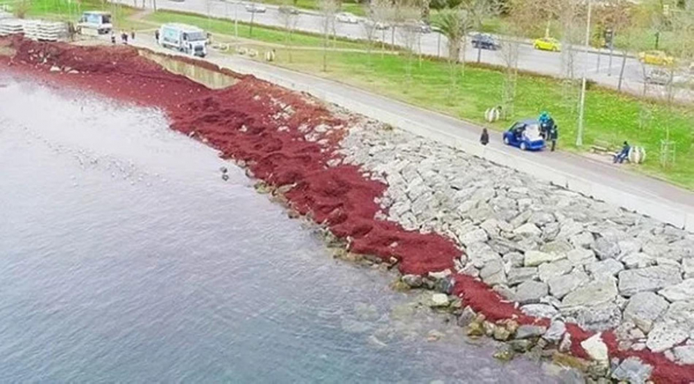 İstanbul alarm veriyor! Acil önlem çağrısında bulunuldu! Bu kez de kırmızı yosunlar şehri tehdit ediyor! 2