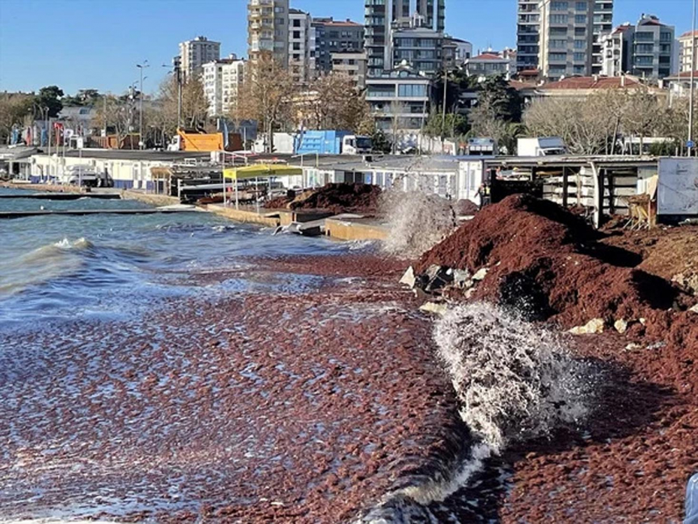 İstanbul alarm veriyor! Acil önlem çağrısında bulunuldu! Bu kez de kırmızı yosunlar şehri tehdit ediyor! 4