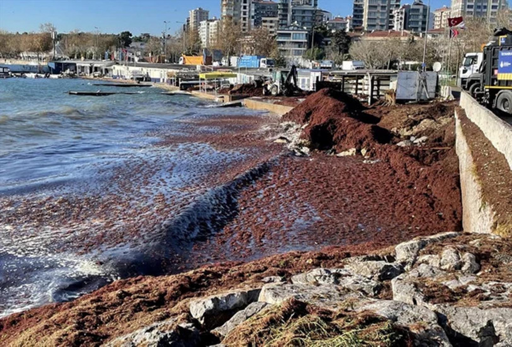 İstanbul alarm veriyor! Acil önlem çağrısında bulunuldu! Bu kez de kırmızı yosunlar şehri tehdit ediyor! 6