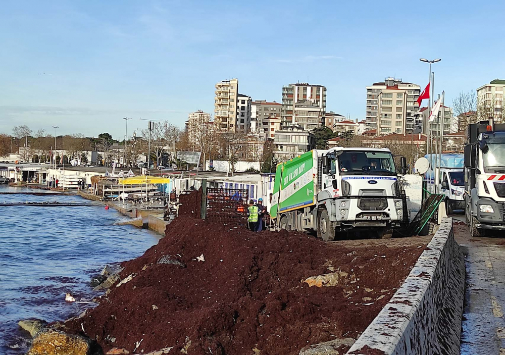 Lodos beraberinde getirmişti! İstanbul'da sahili kaplayan kırmızı yosunlar temizlenmeye başlandı 1