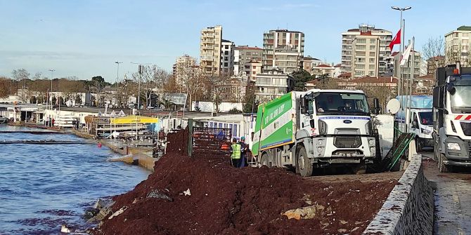 Lodos beraberinde getirmişti! İstanbul'da sahili kaplayan kırmızı yosunlar temizlenmeye başlandı