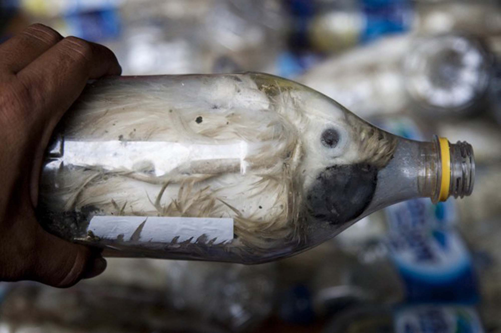 Pet şişelere hapsedilen papağanlar, görenlerin yüreğini parçaladı! Hayvan kaçakçıların vicdansızlığı pes dedirtti! 1