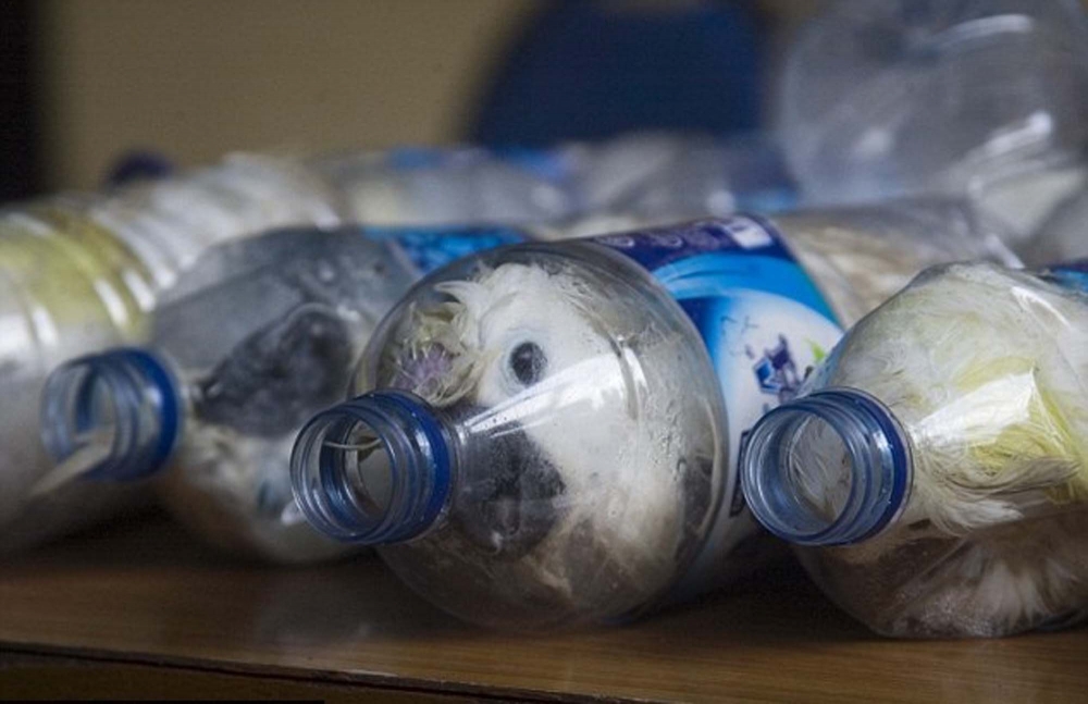 Pet şişelere hapsedilen papağanlar, görenlerin yüreğini parçaladı! Hayvan kaçakçıların vicdansızlığı pes dedirtti! 2