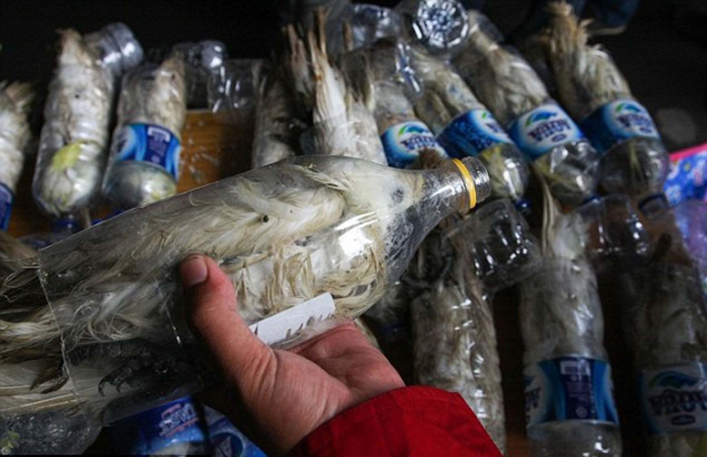 Pet şişelere hapsedilen papağanlar, görenlerin yüreğini parçaladı! Hayvan kaçakçıların vicdansızlığı pes dedirtti! 3