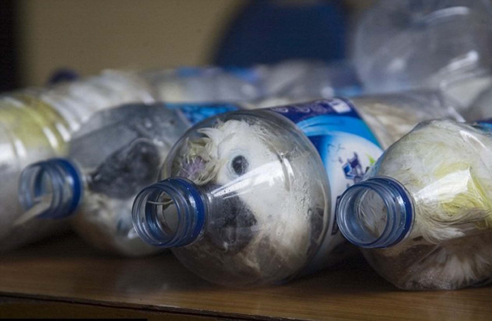 Pet şişelere hapsedilen papağanlar, görenlerin yüreğini parçaladı! Hayvan kaçakçıların vicdansızlığı pes dedirtti! 4