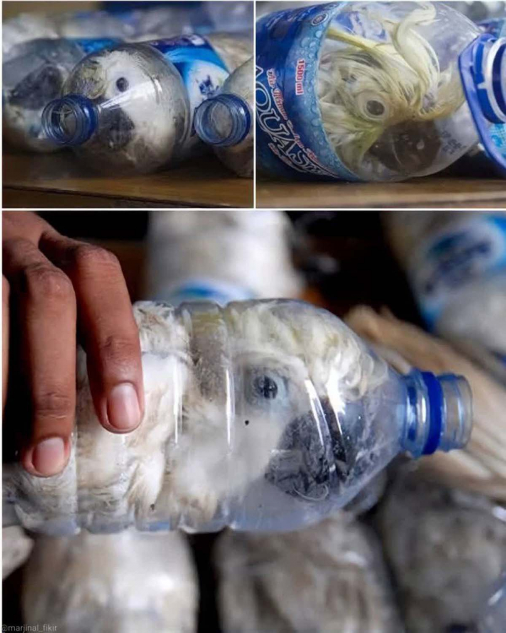 Pet şişelere hapsedilen papağanlar, görenlerin yüreğini parçaladı! Hayvan kaçakçıların vicdansızlığı pes dedirtti! 6