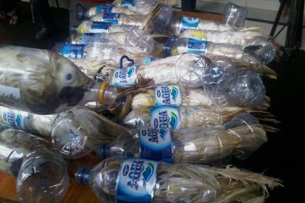 Pet şişelere hapsedilen papağanlar, görenlerin yüreğini parçaladı! Hayvan kaçakçıların vicdansızlığı pes dedirtti! 8