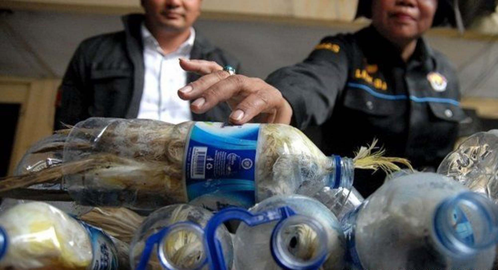 Pet şişelere hapsedilen papağanlar, görenlerin yüreğini parçaladı! Hayvan kaçakçıların vicdansızlığı pes dedirtti! 9