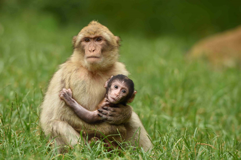 Maymunların fendi köpekleri yendi! 1 yavru maymunun ölümü, 250 köpek yavrusunun ölümüne sebep oldu! Böyle bedel ödetme görülmedi! 3