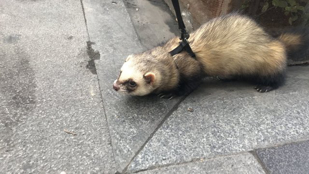 Gelinciğine tasma taktı Taksim'e çıktı! Görenlerin ağzı açık kaldı 10