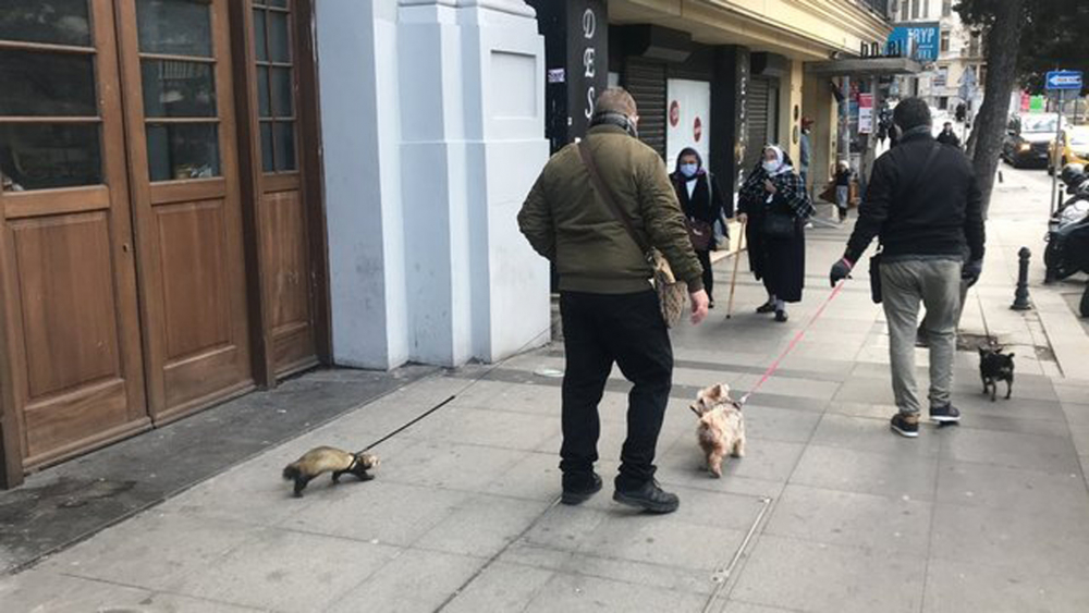 Gelinciğine tasma taktı Taksim'e çıktı! Görenlerin ağzı açık kaldı 2