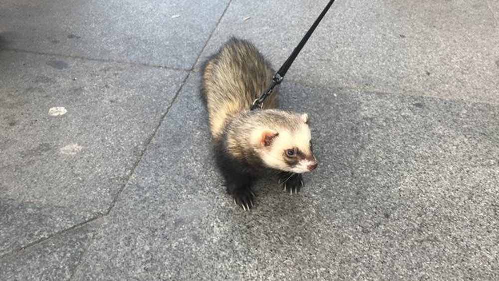 Gelinciğine tasma taktı Taksim'e çıktı! Görenlerin ağzı açık kaldı 5