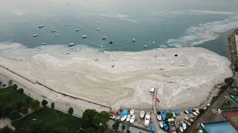 Ekrem İmamoğlu artık balık yiyemeyecek! İBB sayesinde Haliç lağıma döndü, balık bile İstanbul'a küstü! 2