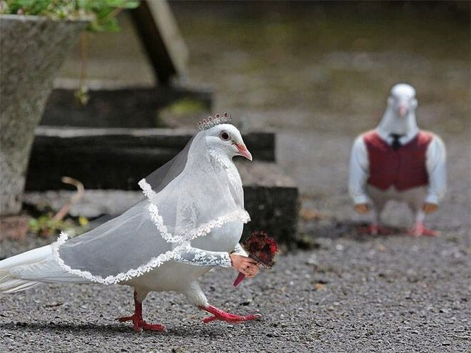 Birbirinden ilginç hayvan manipülasyonları 10