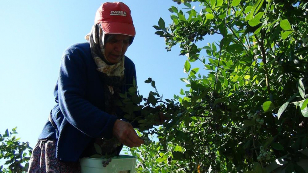 Bu meyvenin fiyatı altınla yarışıyor! Üreticisi servetine servet katıyor! 8