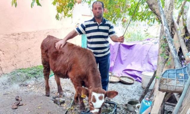 2 aylık buzağıya cinsel saldırıya akılalmaz karar! Mala zarar gelmediği için cezasız kaldı!