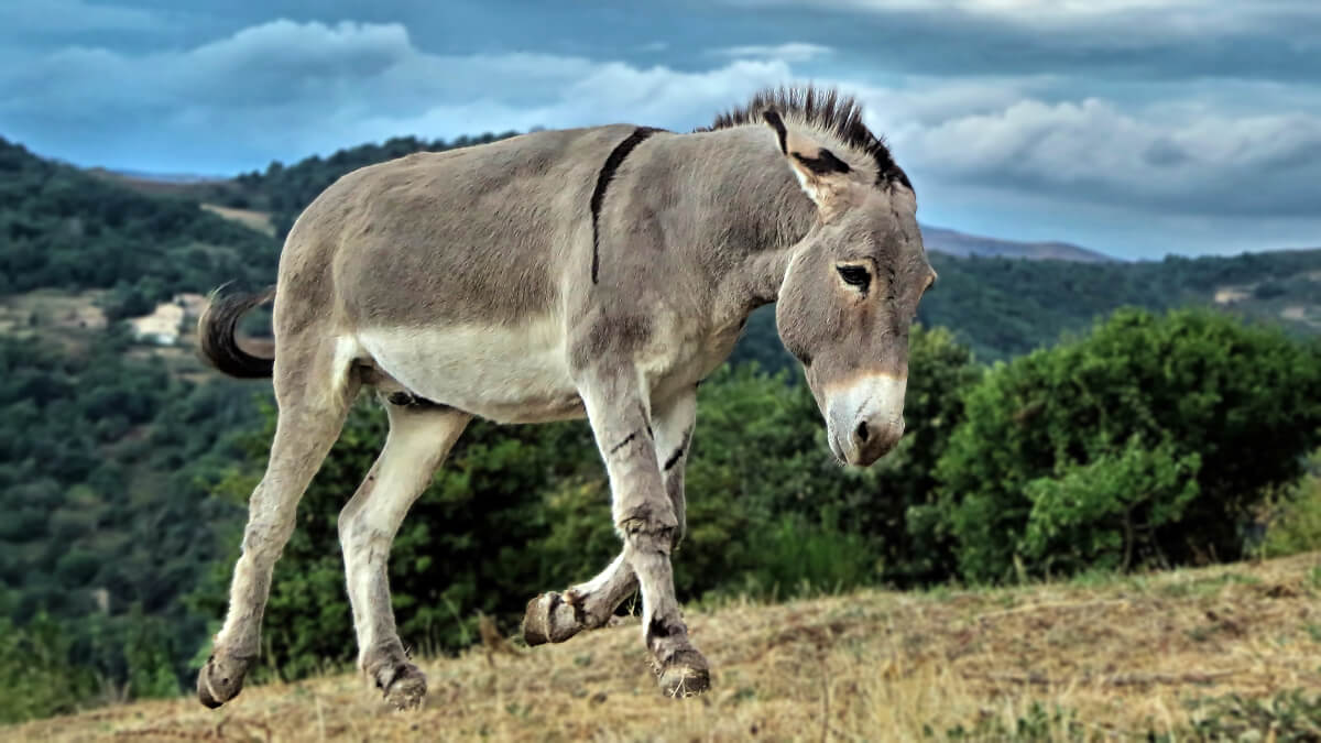 Rüyada Eşek Görmek Tabiri