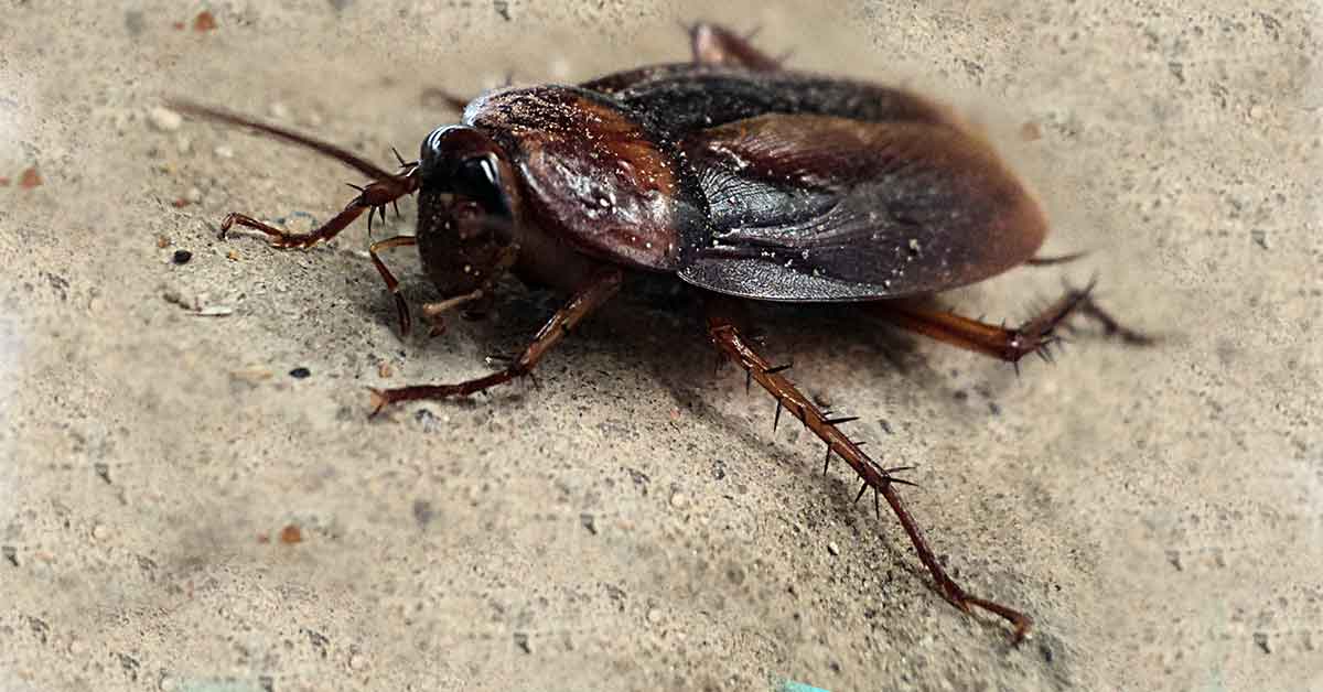 Rüyada hamam böceği görmek, rüyada hamam böceği öldürmek tabirleri