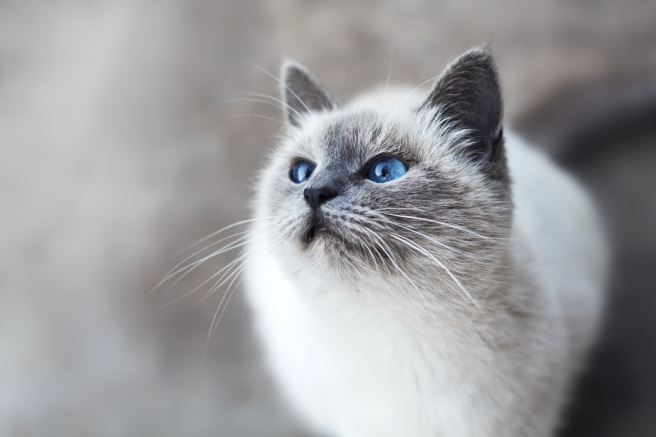 Rüyada yaralı kedi görmek | Rüyada yaralı kedi öldürmek ne demek?