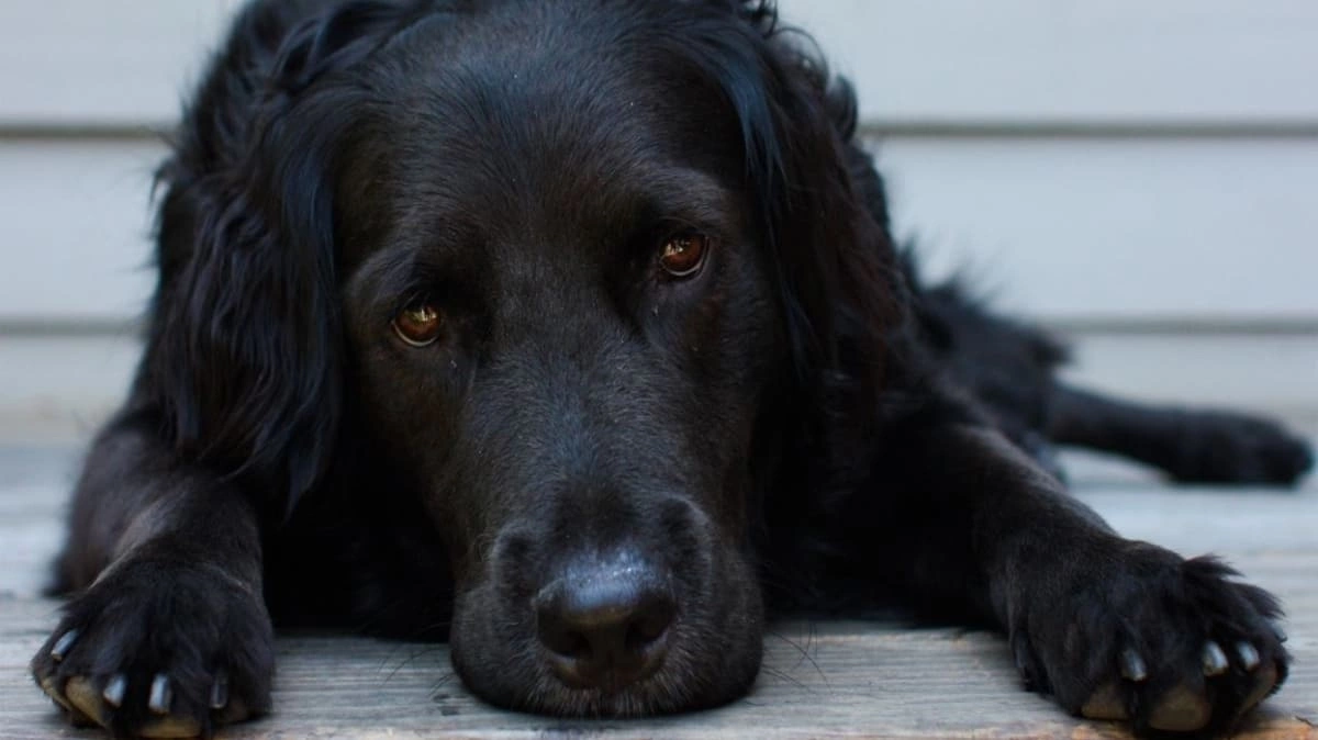 Rüyada yaralı köpek görmek ne demek? Anlamı ne?