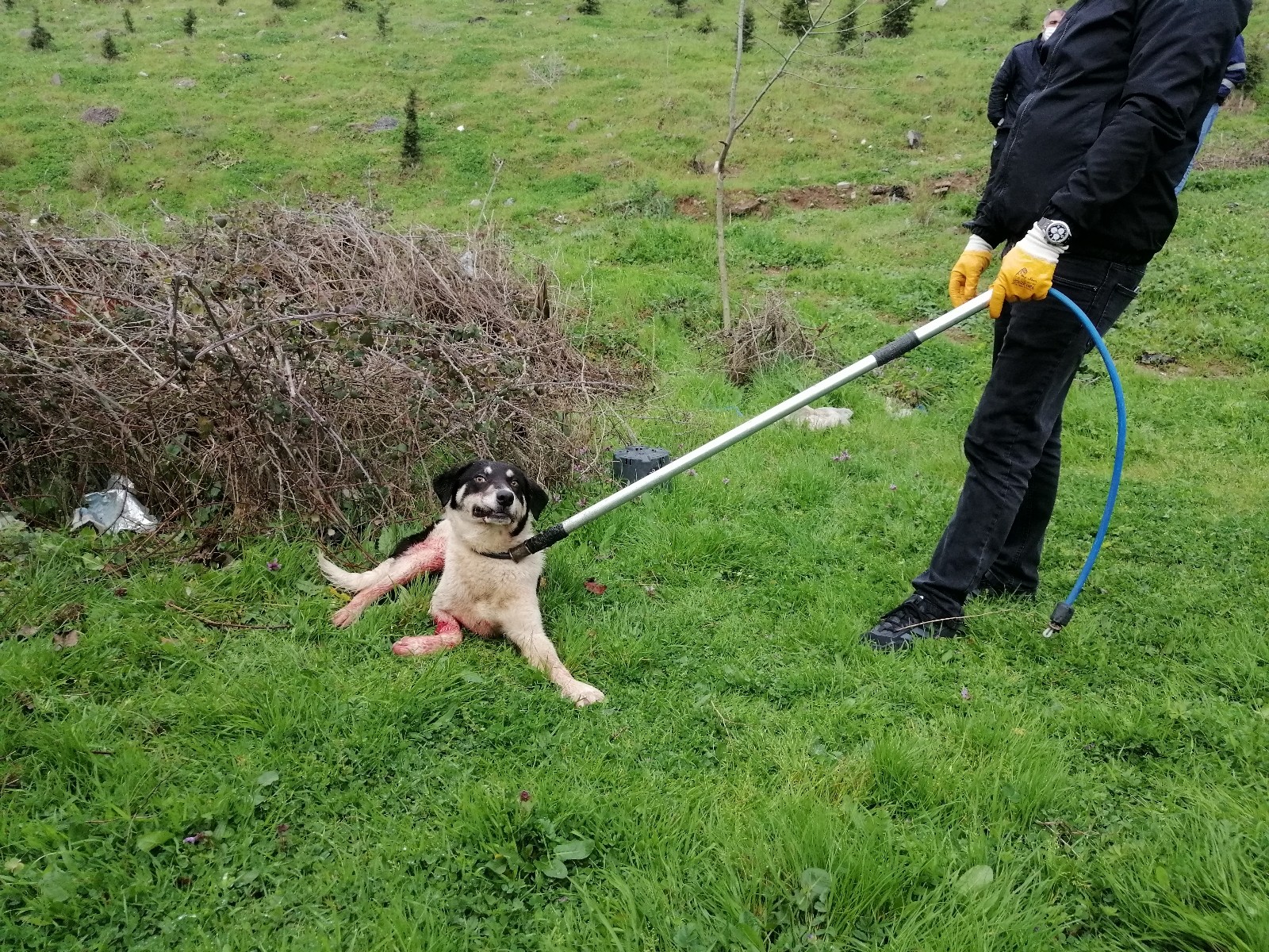 Köpeği korkutmak için tüfek ile ateş açtı, yaralanmasına neden oldu!