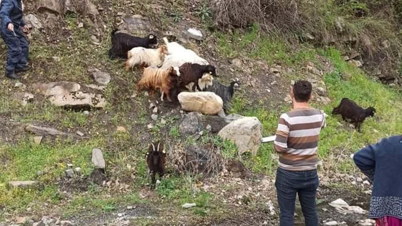 Çiftçilerin destek sevinci! Çukurca’da çiftçilere 300 küçükbaş hayvan desteği