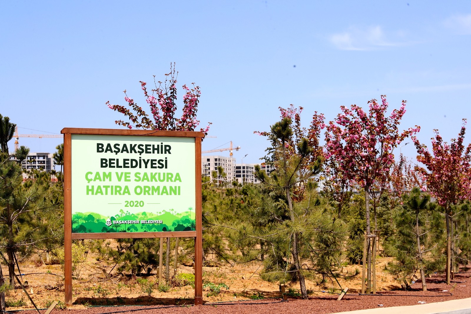 Başakşehir’de sakura ağaçlarının çiçek açmasıyla renkli görüntüler ortaya çıktı