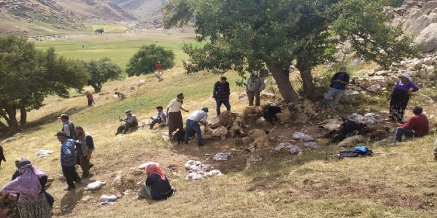 Hakkari'ye düşen yıldırım koyunları canından etti, 30 koyun telef oldu!