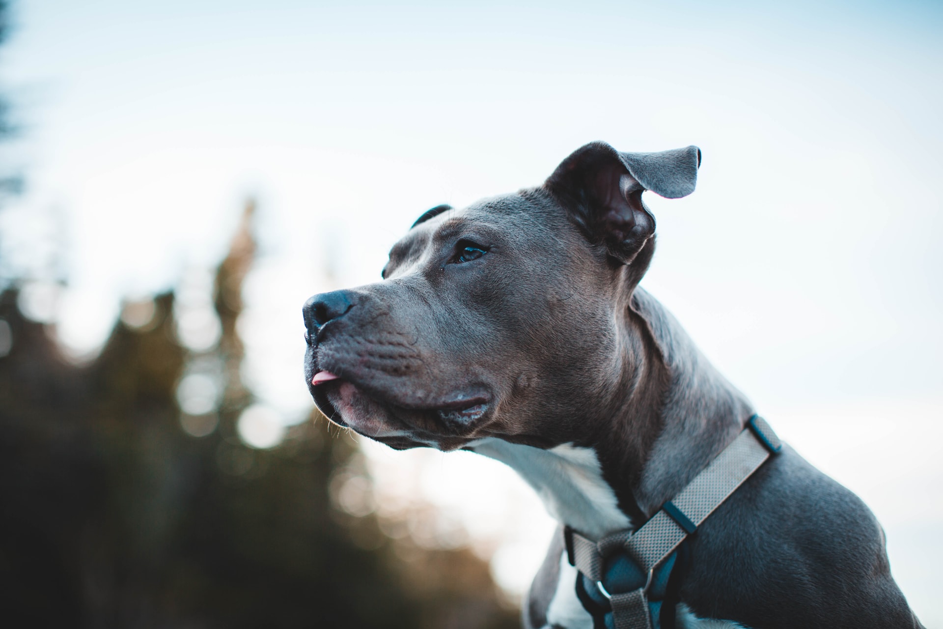 Rüyada Pitbull Görmek ne demek? Anlamı ne?