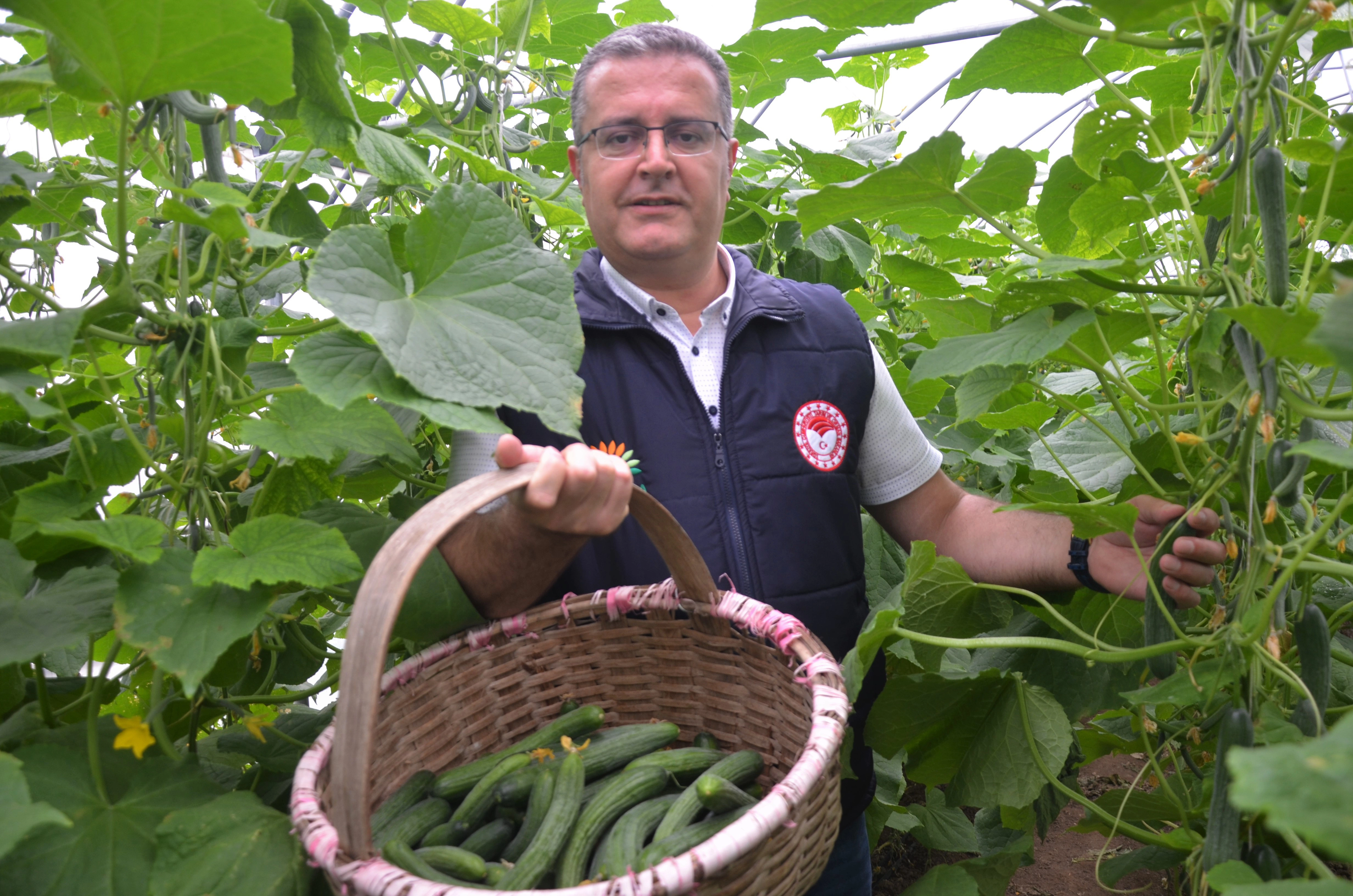 Örtü altında sebze-meyve yetiştiriyorlar! Devlet tarafından verilen destek ve teşviklerle, ülke ekonomisine katkı sağlıyorlar!