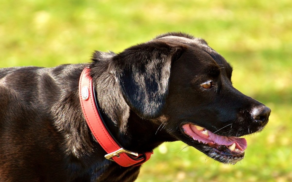 Rüyada Köpek Kovaladığını Görmek | Rüyada köpek görmek ne anlama gelir?