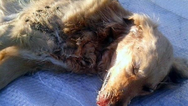 Kurnaköy'de borunun altında sıkışan Köpek'in imdadına itfaiye yetişti