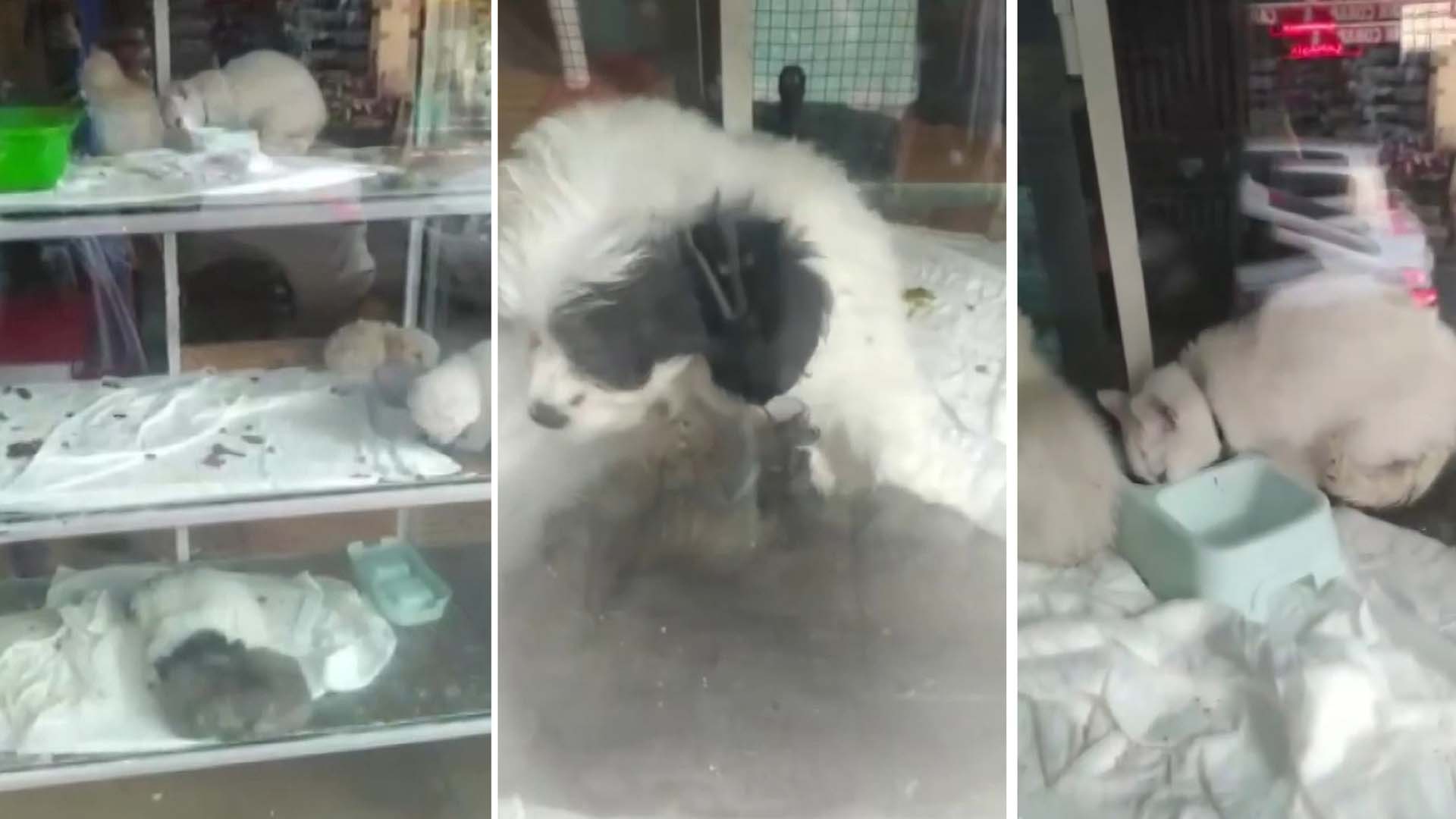 Pendik'te petshopta tepki çeken görüntü! Hayvanları pis yerlere koyup aç bırakıyorlar iddiası!