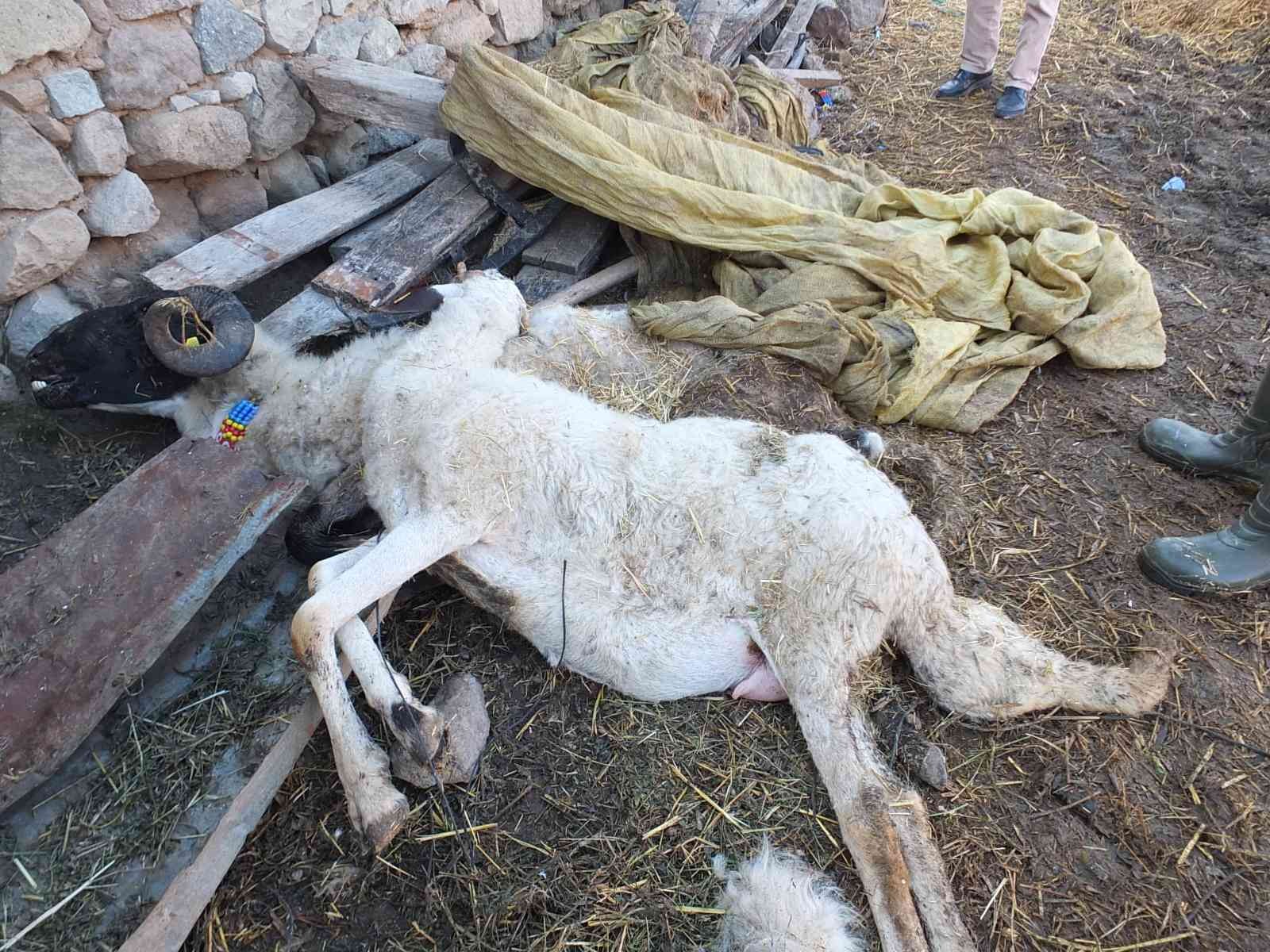 Balıkesir Burhaniye'de çiçek hastalığından çok sayıda hayvan telef oldu