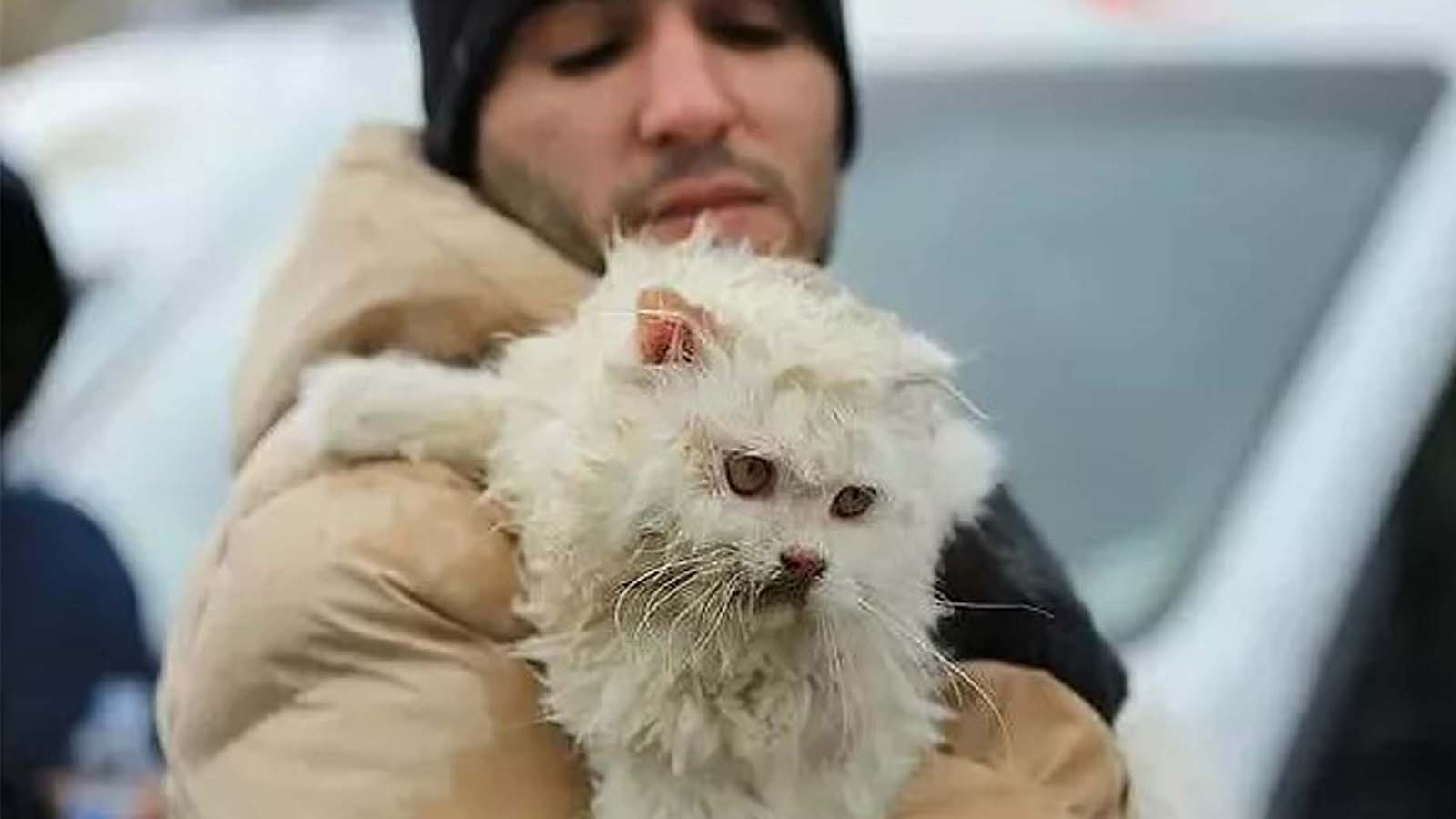 Can dostlarımız da afetten etkilendi! Kahramanmaraş depreminden kurtulan hayvanlar!