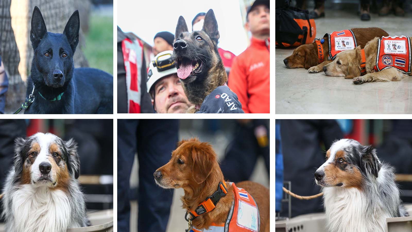 Depremzedelere umut oldular! Arama kurtarma ekiplerinin vazgeçilmezi hassas burunlu köpekler!