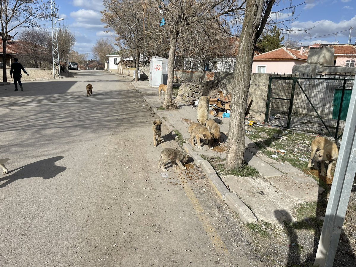 Ankara'da evinin çatısında gördüğü köpeklere, ateş açıp öldüren sanığa yakalama kararı