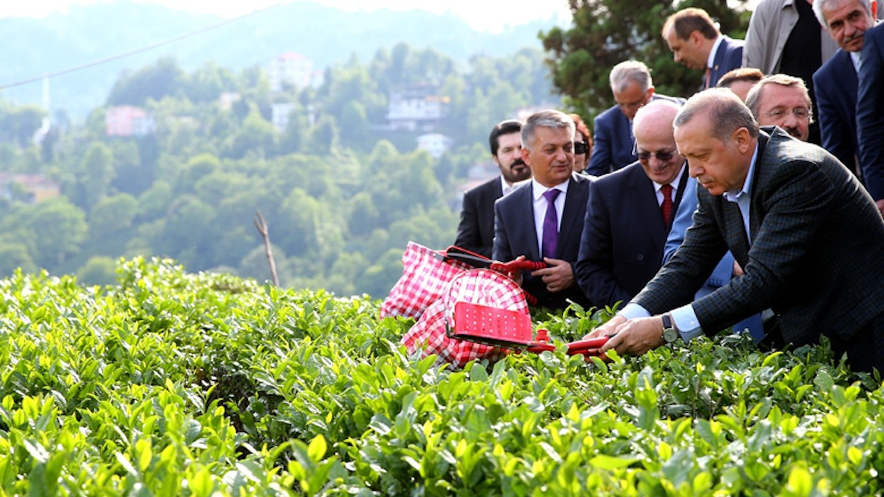 Cumhurbaşkanı Erdoğan, yaş çay taban fiyatını açıkladı, 2023 yaş çay taban fiyatı ne kadar oldu?