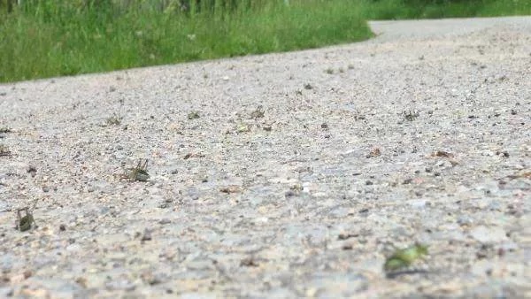 Gümüşhane’nin Şiran ilçesine bağlı Çevrepınar köyünde, sayıları binleri aşan çekirge, evler ve tarım arazilerini istila etti.