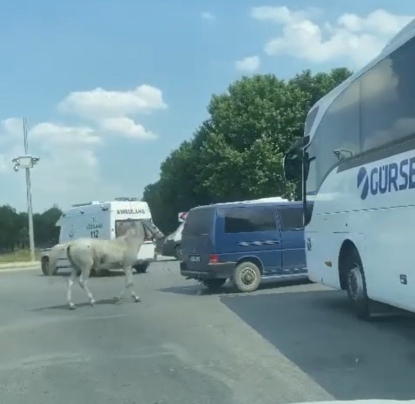 Minibüsün arkasına at bağlayan sürücü hakkında gözaltı kararı çıkartıldı!