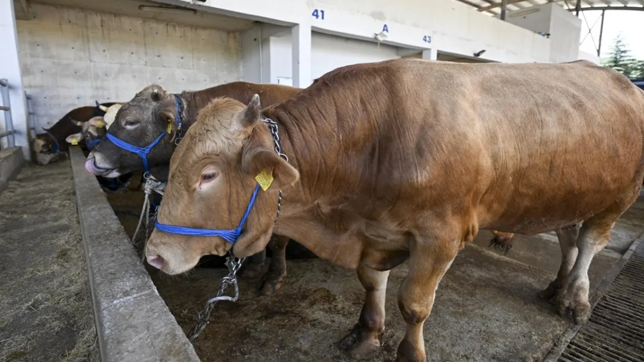 Açık alanda kurban kesen yandı! Bakanlık cezaları açıkladı