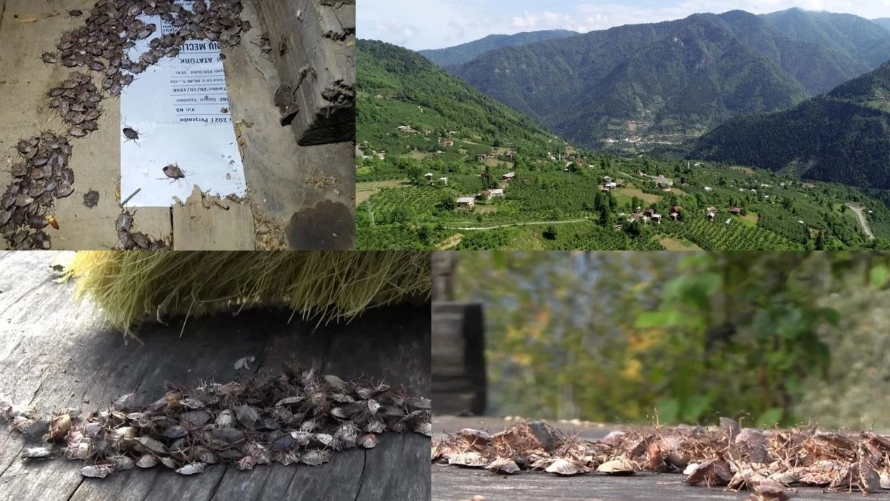 Türkiye alarmda! Karadeniz ve Marmara'yı istila etti: İki yıla kalmaz ülkemizde...