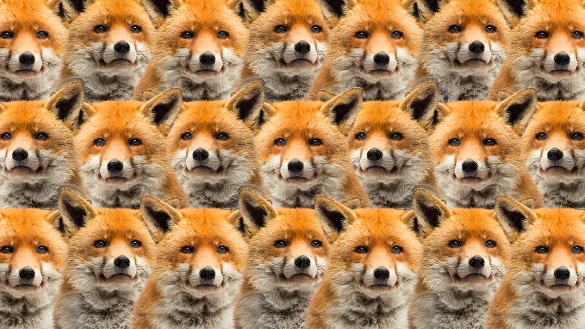 Zeka testi: Bunu bilen çok az kişi çıktı! Tilkilerin arasında kalan kurt nerede?